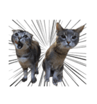 仲良しきょうだい猫 2（個別スタンプ：4）