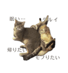 仲良しきょうだい猫 2（個別スタンプ：5）