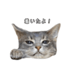 仲良しきょうだい猫 2（個別スタンプ：8）