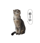 仲良しきょうだい猫 2（個別スタンプ：9）