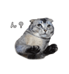 仲良しきょうだい猫 2（個別スタンプ：10）