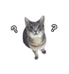 仲良しきょうだい猫 2（個別スタンプ：11）
