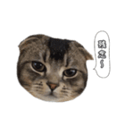 仲良しきょうだい猫 2（個別スタンプ：13）