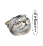 仲良しきょうだい猫 2（個別スタンプ：14）