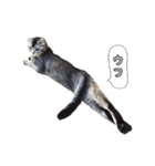 仲良しきょうだい猫 2（個別スタンプ：16）