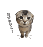 仲良しきょうだい猫 2（個別スタンプ：17）