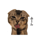 仲良しきょうだい猫 2（個別スタンプ：18）