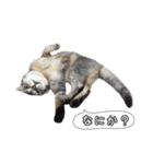 仲良しきょうだい猫 2（個別スタンプ：20）