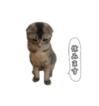 仲良しきょうだい猫 2（個別スタンプ：21）
