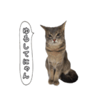 仲良しきょうだい猫 2（個別スタンプ：22）