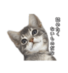 仲良しきょうだい猫 2（個別スタンプ：23）