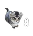 仲良しきょうだい猫 2（個別スタンプ：24）