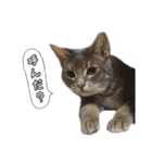 仲良しきょうだい猫 2（個別スタンプ：25）