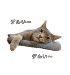 仲良しきょうだい猫 2（個別スタンプ：26）