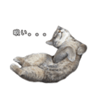 仲良しきょうだい猫 2（個別スタンプ：27）