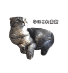 仲良しきょうだい猫 2（個別スタンプ：28）