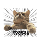 仲良しきょうだい猫 2（個別スタンプ：29）