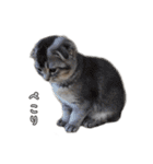 仲良しきょうだい猫 2（個別スタンプ：30）