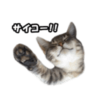 仲良しきょうだい猫 2（個別スタンプ：31）