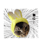 仲良しきょうだい猫 2（個別スタンプ：35）