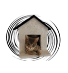 仲良しきょうだい猫 2（個別スタンプ：36）