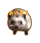 ハリネズミのたわし（個別スタンプ：1）