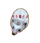 ハリネズミのたわし（個別スタンプ：2）