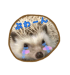 ハリネズミのたわし（個別スタンプ：17）