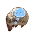 ハリネズミのたわし（個別スタンプ：21）