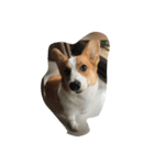 Corgi-Mike（個別スタンプ：1）