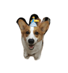 Corgi-Mike（個別スタンプ：2）