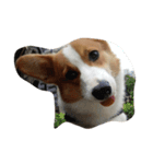 Corgi-Mike（個別スタンプ：3）