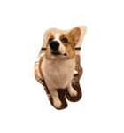 Corgi-Mike（個別スタンプ：4）