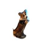 Corgi-Mike（個別スタンプ：5）