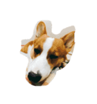 Corgi-Mike（個別スタンプ：6）