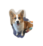 Corgi-Mike（個別スタンプ：7）