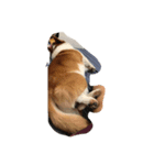 Corgi-Mike（個別スタンプ：8）