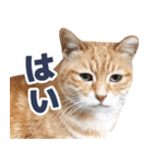 モンモン the cat（個別スタンプ：1）