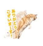 モンモン the cat（個別スタンプ：4）