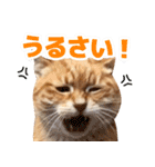 モンモン the cat（個別スタンプ：5）