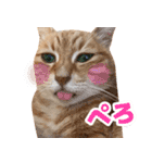 モンモン the cat（個別スタンプ：6）