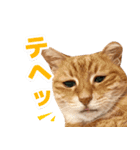 モンモン the cat（個別スタンプ：7）