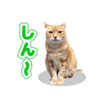 モンモン the cat（個別スタンプ：8）