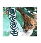モンモン the cat（個別スタンプ：9）