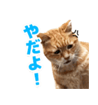 モンモン the cat（個別スタンプ：10）