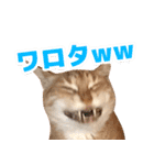 モンモン the cat（個別スタンプ：11）