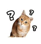 モンモン the cat（個別スタンプ：13）