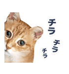 モンモン the cat（個別スタンプ：14）