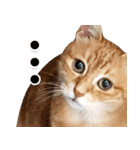 モンモン the cat（個別スタンプ：15）