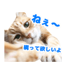 モンモン the cat（個別スタンプ：16）